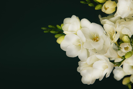 White Freesia Bouquet of Flowers on Black Background.の写真素材