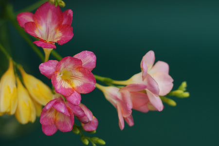 Bouquet of spring Pink and Yellow Freesia flowers on green backgroundの写真素材