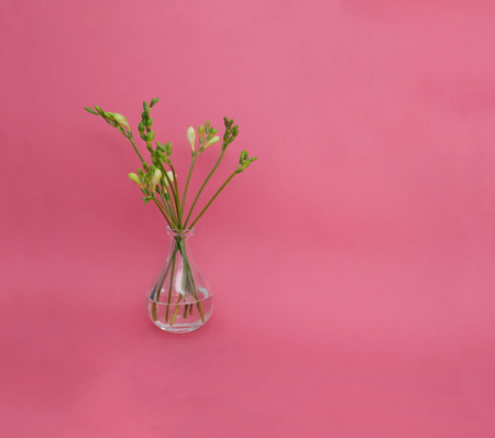Fresh Freesia Green buds isolated on Pink background. Square Imageの写真素材