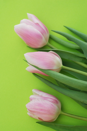 Pink Spring Tulips over a Green background, in a flat lay composition with Copy space.の写真素材