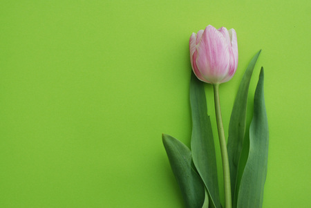 Pink Spring Tulips over a Green background, in a flat lay composition with Copy space.の写真素材