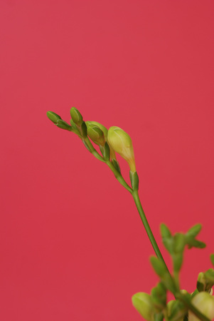 Fresh Freesia Green buds in Glass Vase isolated on Pink Rose background.の写真素材