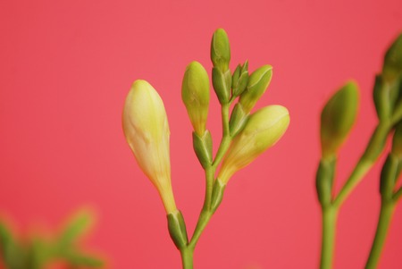 Fresh Freesia Green buds in Glass Vase isolated on Pink Rose background.の写真素材