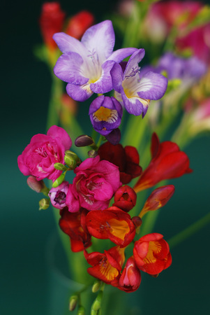 Bouquet of Blue or Purple and Pink freesias flower, isolated on Green Background.の写真素材