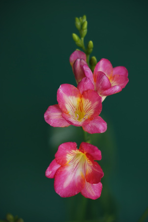 Pink freesia Bunch of Flowers, Isolated on Green Background. Spring Time. Copy spaceの写真素材