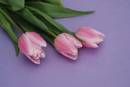 Pink Tulips bouquet, over Purple Background with copy space. Top view. flat Lay.の写真素材