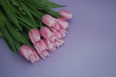 Pink Tulips bouquet, over Purple Background with copy space. Top view. flat Lay.の写真素材