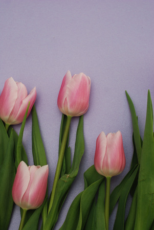 Pink Tulips bouquet, over Purple Background with copy space. Top view. flat Lay.の写真素材