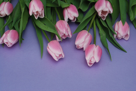 Natural Pink Tulips flower Bouquet on Purple Background. Copy space. Spring time.の写真素材