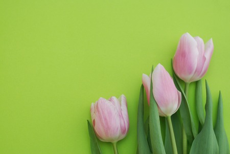 Pink Spring Tulips over a Green background, in a flat lay composition with Copy space.の写真素材