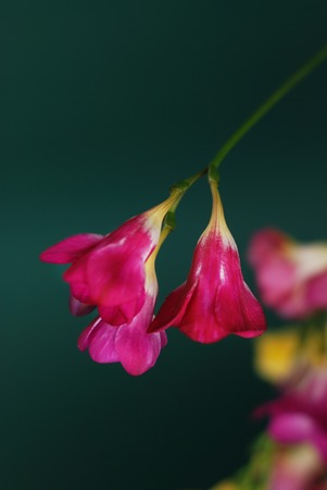 Pink freesia Bunch of Flowers, Isolated on Green Background. Spring Time. Copy spaceの写真素材