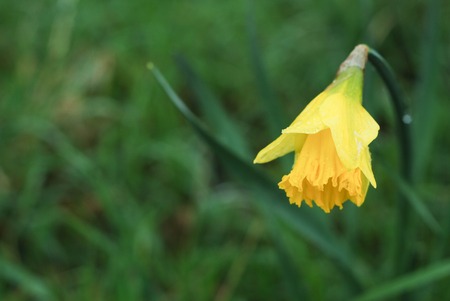 Spring Yellow Narcissus Isoalted, Flowers on Green Background, Nature in the Park.の写真素材