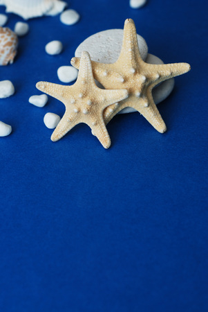 Nautical, Marrine concept. Starfish with Shell against a Blue background with copy Space. Summer Holliday.の写真素材