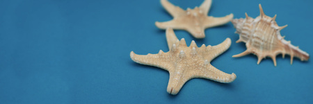 Starfish and Seashells, Maritime nautical decoration over Blue Background with copy space. Banner with Copy Spaceの写真素材