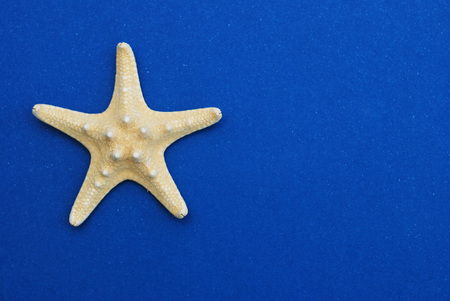 Nautical, Marrine concept. Starfish with Shell against a Blue background with copy Space. Summer.の写真素材