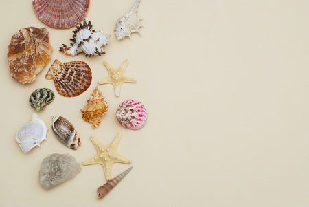 Sea Mix of Shells and Starfish, Stones. Vacation ans Summer Background with copy Space.の写真素材