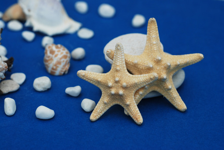 Nautical, Marrine concept. Starfish with Shell against a Blue background with copy Space. Summer.の写真素材