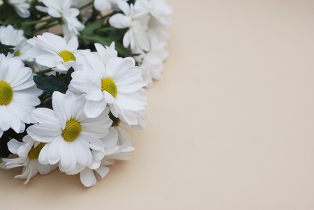 Chrysanthemum camomile White Flower Bouquet over Neutral Beige Backgroundの写真素材