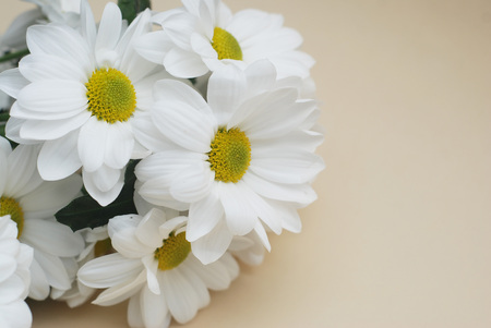 Chrysanthemum camomile White Flower Bouquet over Neutral Beige Backgroundの写真素材
