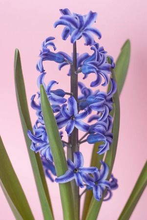 Blue Hyacinth flower Hyacinthus isolated. Spring flower.の写真素材