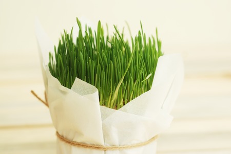 Young Green Wheat Isolated on Wooden Background.の写真素材