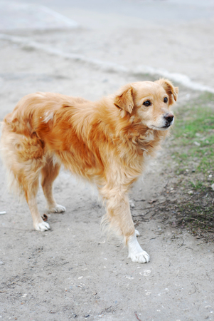 Abandoned Homeless Orange Dog Puppy Sad Lonelyの写真素材