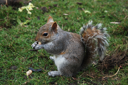 Grey Squirrel in Garden on Green Grass inthe Park Isoaltedの写真素材