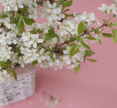 White Flowers Cherry Blossoms Bunch Spring Pink Background Card Greetingの写真素材