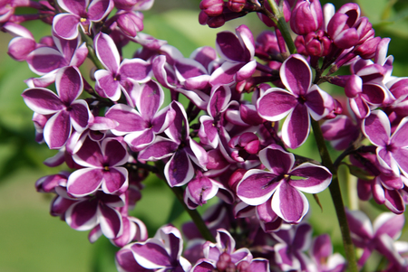 Lilac flowers Spring time close up Outdoor Park Isoaltedの写真素材