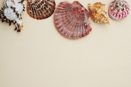 Shells and Stones over Ivory Background with Copy space for Text. Top View.の写真素材