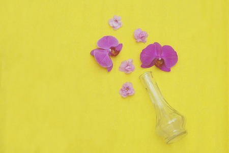 Beautiful Pink Orchid Flower Glass Vase Isolated on Yellow Backgroundの写真素材
