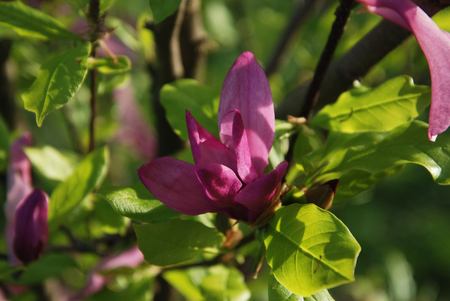 Beautiful magnolia flower Magnolia Summer time flower Treeの写真素材