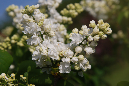 Lilac flowers Spring time close up Outdoor Park Isoaltedの写真素材