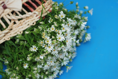 Daisy Camomile Fowers Wooden Garden Table blue Background. flower Bouquet Arrangement composition gift greeting cardの写真素材