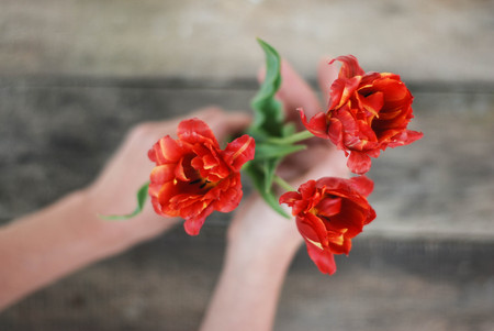 Hands with Bouquet of Spring Red Tulips over rustic Wooden Background Isoalted