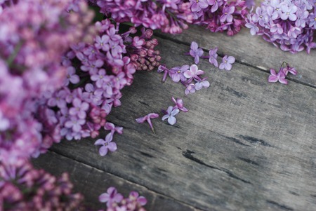 Spring flowers. Lilac flowers on white wooden background. Top view,の写真素材