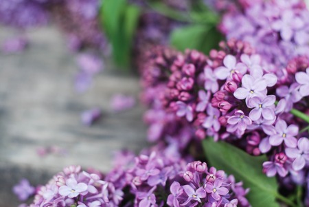 Spring flowers. Lilac flowers Frame on white wooden background. Top view, flat layの写真素材