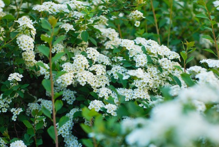 Spring Fragrance Little White Flowers Blooming Bush Textured
