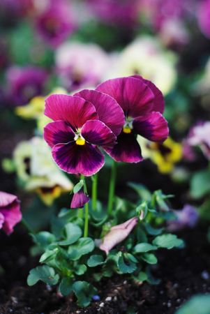 Lovely Blue Spring Garden flowers Pansy Isoaltedの写真素材