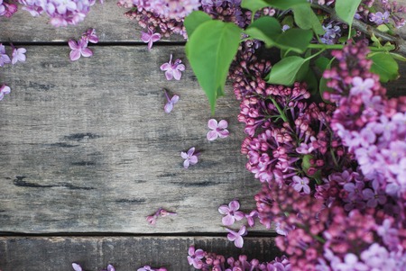 Spring flowers. Lilac flowers Frame on white wooden background. Top view, flat layの写真素材