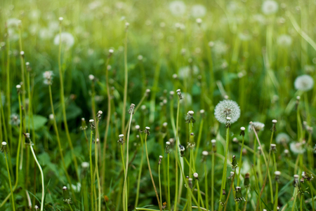 Fluffy Dandelion in Bloom. Spring Dandelion Flowers Green Grassの写真素材