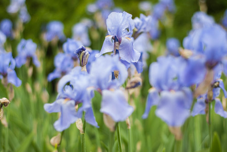 Iris Spring Flower. Blue Purple Iris. Petals of a Flower of Iris.の写真素材