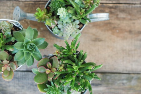 Mix variety of Succulent Flowers in Pot Plants in Garden. rustic wooden blackgroundの写真素材