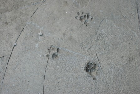 Traces of Cat Kitty Swans in Fresh Cement Cats Kittの写真素材
