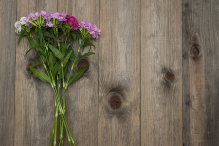 Beautiful carnation Pink fucsia Flowers on Wooden Surface Backgroundの写真素材