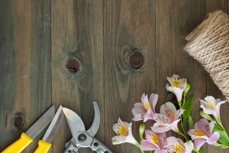 Pink Alstromeria Flowers on Wooden Background with Garden Floristic Tools and Wire Rustic Floral...