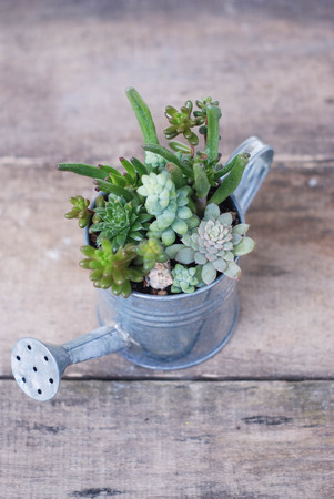 Mix variety of Succulent Flowers in Pot Plants in Garden. rustic wooden board.の写真素材