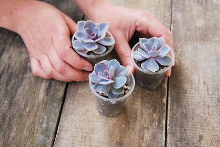 Woman Hand Holding Potted Succulents Plant Graptoveria Titubans Rustic Backgroundの写真素材