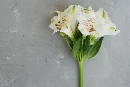 White Alstroemeria Spring summer Flowers Gray Textured Cement Backgroundの写真素材