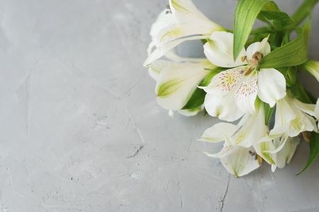 White Alstroemeria Spring summer Flowers Gray Textured Cement Backgroundの写真素材